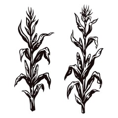 Vintage monochrome concept of corn plants © DGIM studio