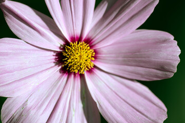 close up of pink flower, nacka,sverige,sweden,stockholm