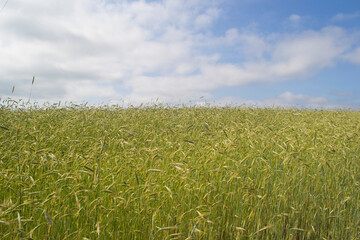 Rye field against the sky.