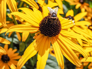 gelber Sonnenhut mit Wespe auf Blüte