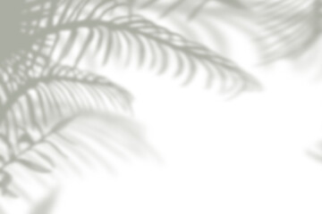 Abstract tropical palm leaf shadow on white wall