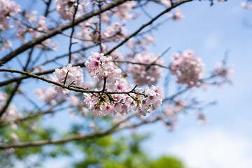 Cherry blossom ( or Sakura ) is one of the beautiful flower in the world.  This photo is shot at the Yangmingshan National Park, Taipei, Taiwan. You'll like this beautiful pink flower.