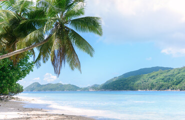 Beautiful tropical coast with high palm trees and golden sand. Seychelles, Mahe island, Beau Vallon beach