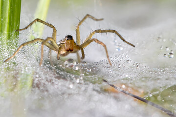 Amazing grass spider isolated on its full of dew spiderweb