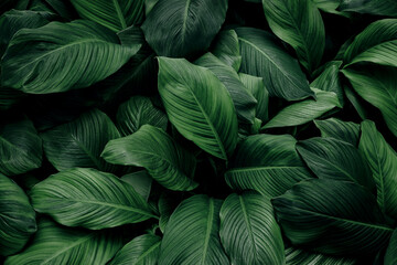 Fototapeta premium abstract green leaf texture, nature background, tropical leaf 