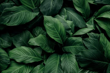  abstracte groene bladtextuur, natuurachtergrond, tropisch blad © eakarat