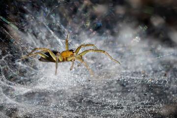 Amazing grass spider isolated on its full of dew spiderweb