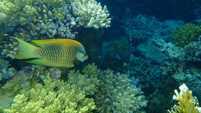 Slingjaw wrasse or sling-jaw wrasse (Epibulus insidiator) undersea, Red Sea, Egypt, Sharm El Sheikh, Nabq Bay
 