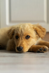 golden retriever puppy lying on the floor. close up