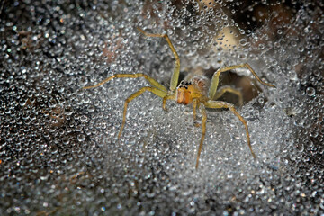 Amazing grass spider isolated on its full of dew spiderweb