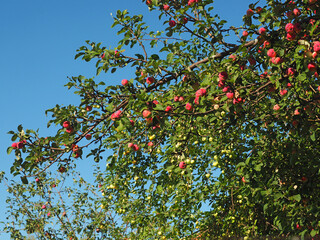 Apples on the branches of an apple tree. Яблочный Спас, holiday. Summer. Village garden. Russia, Perm Territory, Elovo