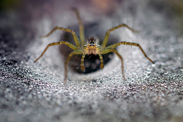 Amazing grass spider isolated on its full of dew spiderweb