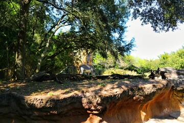 野生動物とのふれあい