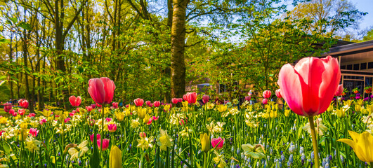 Pink purple tulips daffodils in Keukenhof park Lisse Holland Netherlands.