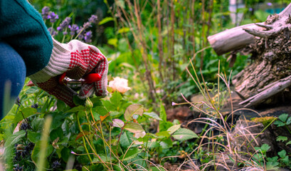 Fototapeta na wymiar gardening with gloves