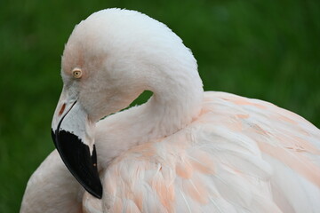 Fototapeta premium Close Up Of A Flamingo