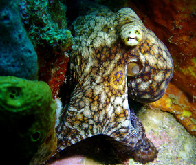 Rare Caribbean Two-Spot Octopus