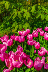 Pink purple tulips daffodils in Keukenhof park Lisse Holland Netherlands.