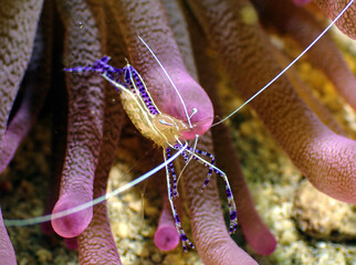 Pederson's cleaning shrimp