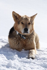 A puppy enjoying the snow