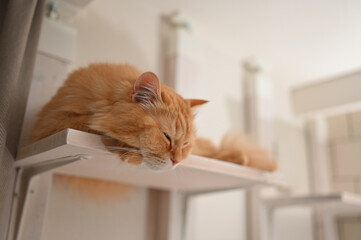 キャットウォークでくつろぐ猫（マンチカン）