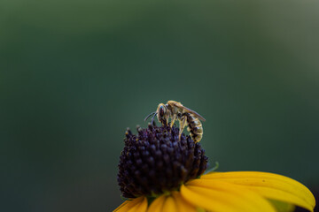 A small bee is sitting on a yellow beautiful flower. Place for your text. Close-up. Macro photography.