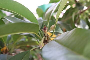 a new bud blooming from a plant