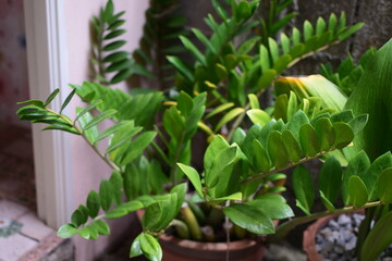Ornamental plants are placed on the ground. Leaves