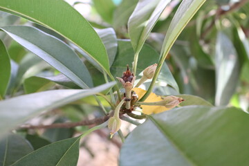 a new bud blooming from a plant