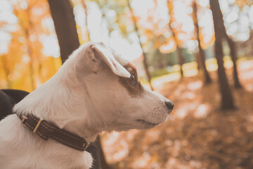 Funny jack russell terrier dog portrait in autumn nature. Pet and purebred animals concept