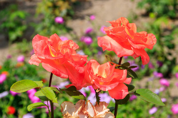 Beautiful pink roses on flower bed in a garden