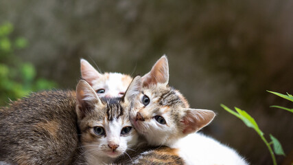 three small kittens lying outdoor, closeup view of cats on a natural background with copy space