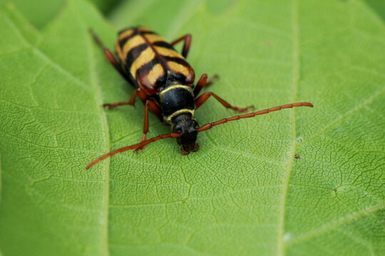 Longicorne jaune et noir