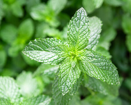 Fresh peppermint plant in garden