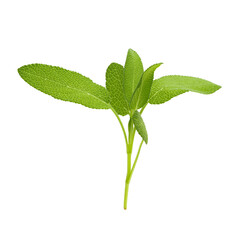 Obraz premium Sage plant isolated on a white background