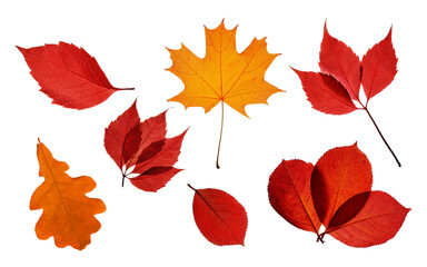 Collection of bright autumn transparent leaves isolated