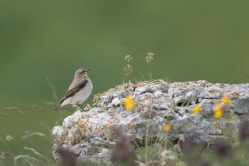 The northern wheatear female on the rock (Oenanthe oenanthe)