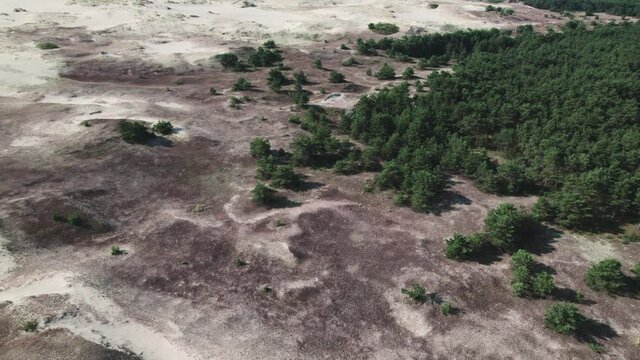 Curonian Spit, Efa dune. A sand dune is bordered by a forest.