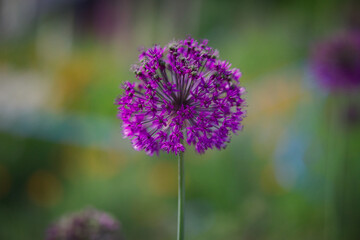 Fototapeta premium close up of a purple flower