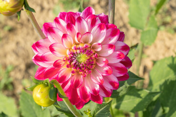 Obraz premium Red white colored dahlia (Dahlia).