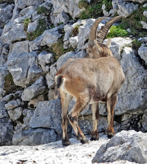 Horde de bouquetins rencontrée dans le Vercors