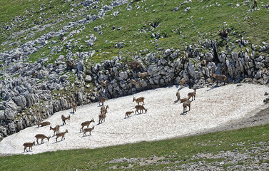 Horde de bouquetins rencontrée dans le Vercors