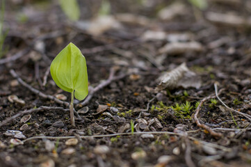 A single seedling as a symbol of spring, rebirth and life.