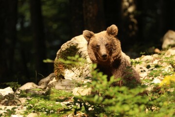 Bär17