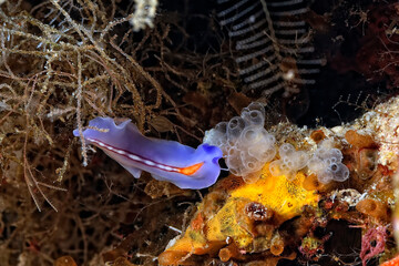 The beautiful colors of nudibranches