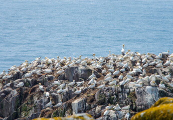 A flock of gannet birds at Saltee islands in Wexford Ireland.