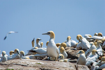 A flock of gannet birds at Saltee islands in Wexford Ireland.