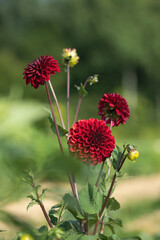 Wine red colored dahlia blossoms (Dahlia).