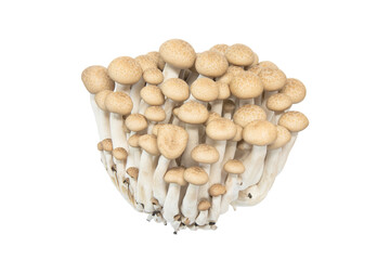 Hon-shimeji or buna shimeji mushroom isolated white background
