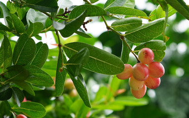 Mango yawn lemon boo Beautiful fruit with a sour taste